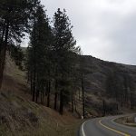 Trees near ID-162 at milepost 20