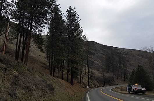 Trees near ID-162 at milepost 20