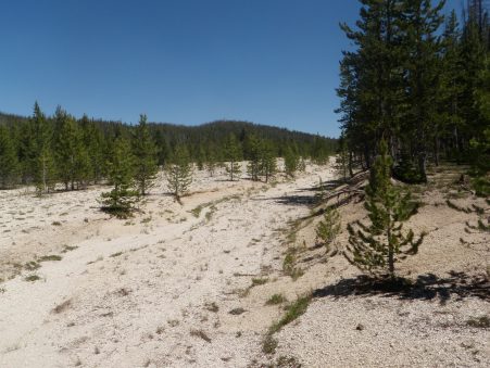 Hoodoo Meadows Airstrip corridor and borrow trench - Photo taken near entrance facing North.