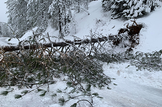 Heavy snow brought down a tree