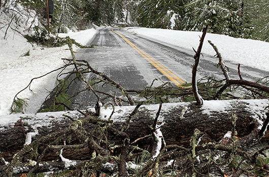 Several downed trees brought down by heavy snow