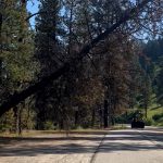 Tree removal on SH-55