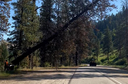 Tree removal on SH-55