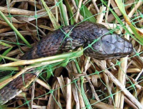 Snake entangled in plastic netting