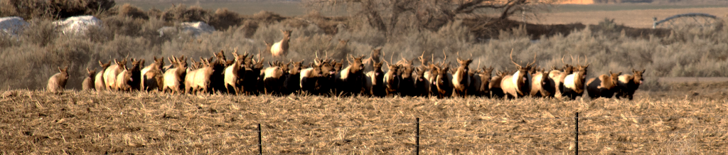 Herd of elk approaching I-15
