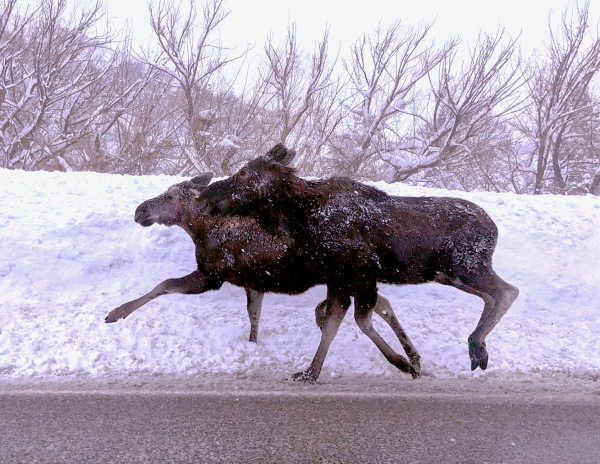 Moose along the SH-36 route