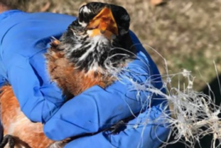 A bird tangled in plastic netting.