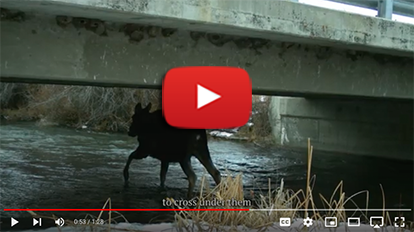 Moose crossing under a Lemhi River bridge