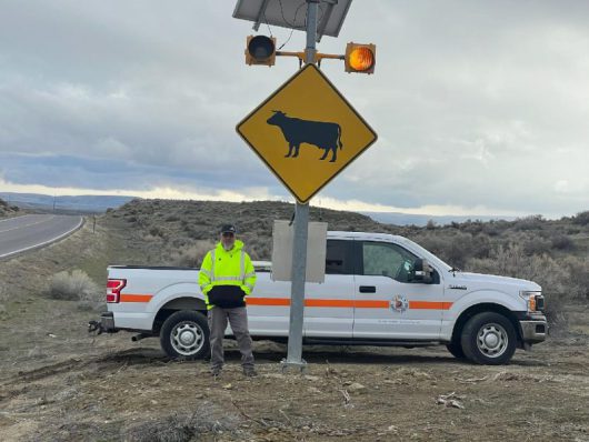 Open range cattle being struck by vehicles spurs ITD employee to take action along SH-51