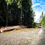 Logs after a recent tree removal project along SH-5 in North Idaho.