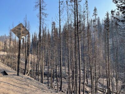 Burned trees