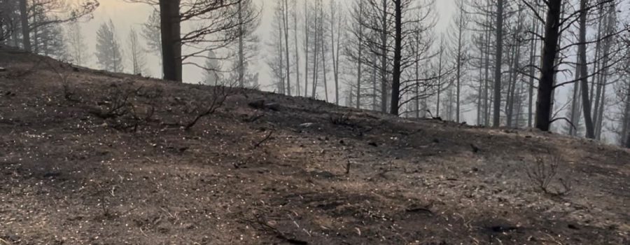 A burned sign along SH-21 from the Wapiti Fire.