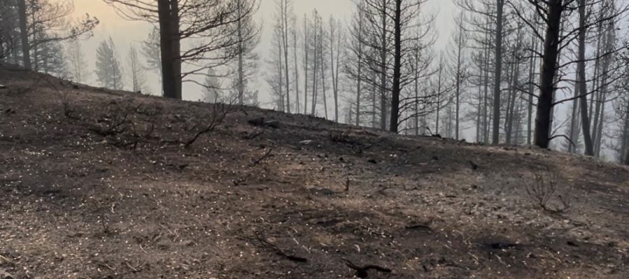 A burned sign along SH-21 from the Wapiti Fire.