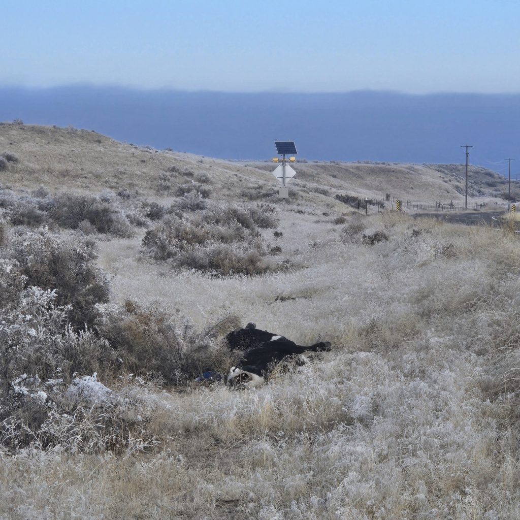 Four cows killed on SH-51 in last month. Drivers need to stay alert when driving on open range