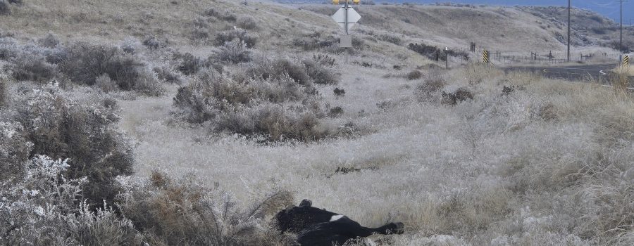 Picture of cow hit on SH-51 milepost 62. In the last month four cows have been hit on this stretch of highway.