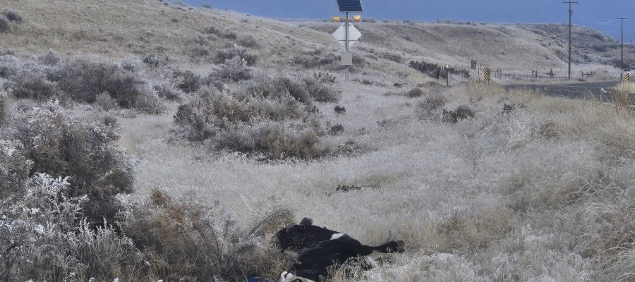 Picture of cow hit on SH-51 milepost 62. In the last month four cows have been hit on this stretch of highway.