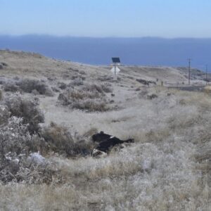 A cow hit on SH-51 milepost 62. In the last month four cows have been hit on this stretch of highway.