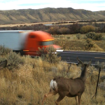 Photograph of a mule deer looking to cross the highway while a semi truck passes by