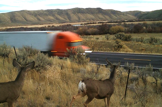 Photograph of a mule deer looking to cross the highway while a semi truck passes by