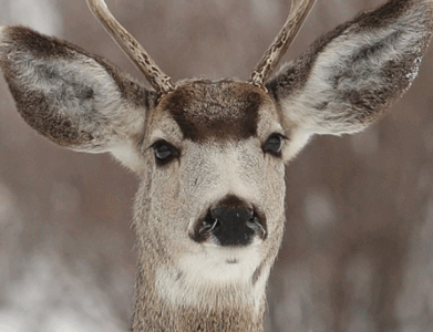 Mule deer