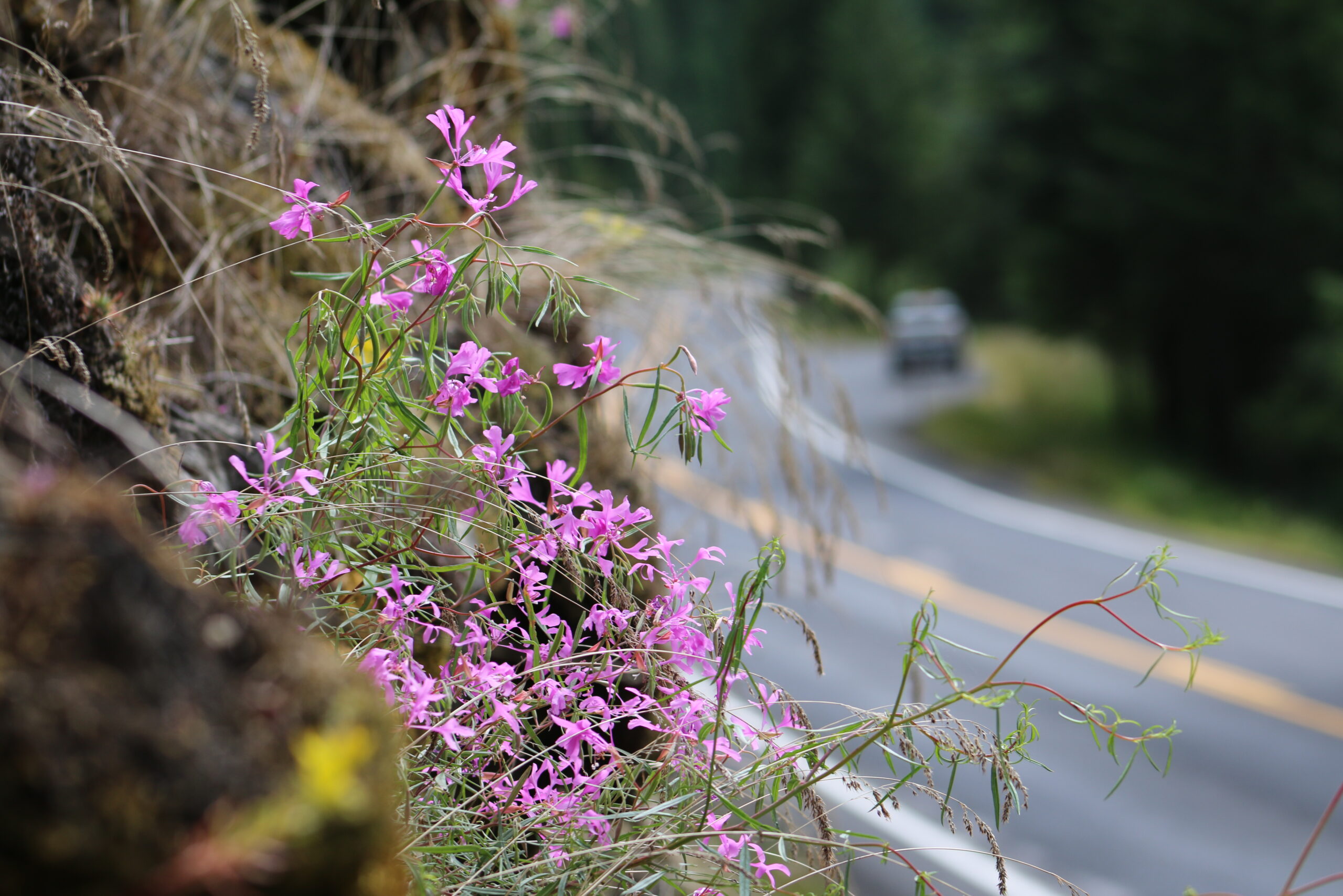 Small purple flowers on the side of the road.