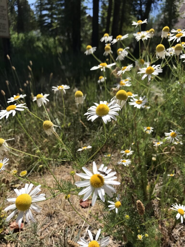 Daisies
