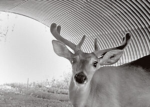 A deer looks at a game camera in a wildlife tunnel.