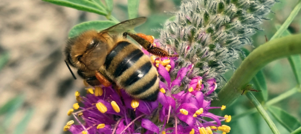 All abuzz and aflutter about Pollinator Week