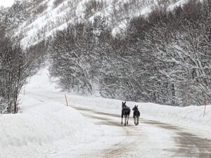 Two moose running on a snowy road.