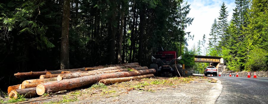 Logs from a hazard tree removal project decked up on the side of the road awaiting removal.