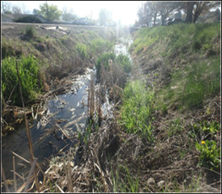 A drainage swell alongside a roadway filled with vegetation and water.