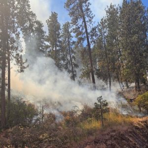 Smoke rises from low-burning vegetation beneath tall pine trees during the Greer Fire near State Highway 11.