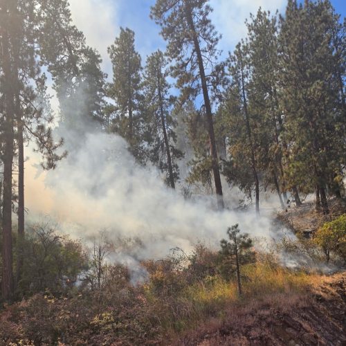Smoke rises from low-burning vegetation beneath tall pine trees during the Greer Fire near State Highway 11.