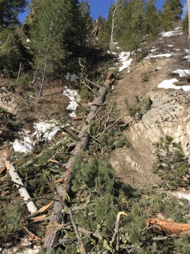 The force of the landslides treated massive trees like this one as if they were twigs.